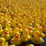 The Great Norwich Duck Race 2019